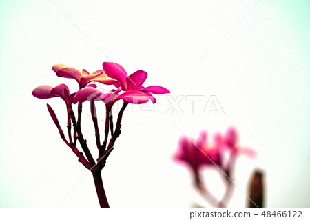 Beautiful blossom in closeup style for background Beautiful blossom in closeup style for background 48466122