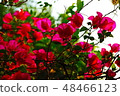 Beautiful blossom in closeup style for background 48466123