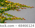 leaves on outdoor concrete wall for background 48466124