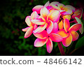 Beautiful blossom in closeup style for background 48466142