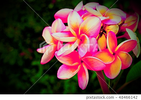 Beautiful blossom in closeup style for background Beautiful blossom in closeup style for background 48466142