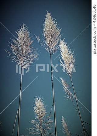 Beautiful blossom in closeup style for background Beautiful blossom in closeup style for background 48466146