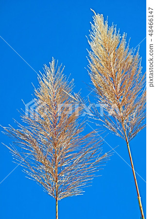 Beautiful blossom in closeup style for background Beautiful blossom in closeup style for background 48466147