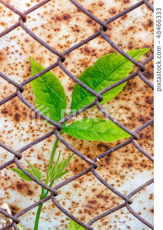 Green branch plants for metal mesh Green branch plants for metal mesh 48466333