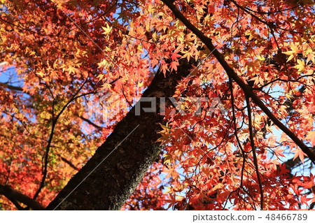Autumn leaves of Shishiyama Shrine Autumn leaves of Shishiyama Shrine 48466789
