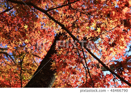 Autumn leaves of Shishiyama Shrine Autumn leaves of Shishiyama Shrine 48466790
