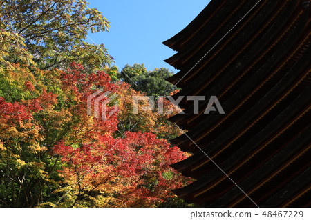 Shishiyama寺廟秋葉 48467229
