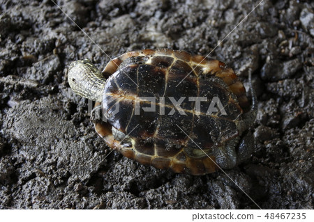A turtle 48467235