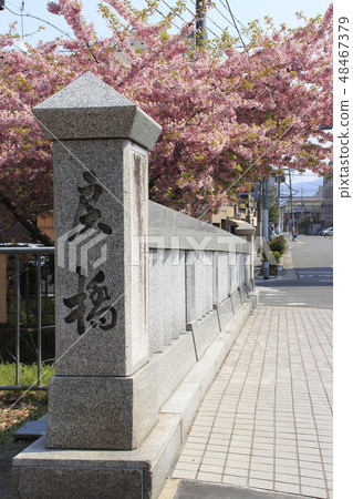At Kyoto Ichijo bridge in spring 48467379