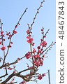 Plum blossom  48467843
