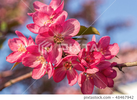 Blooming pink apple-tree 48467942