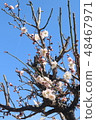 Plum blossom  48467971