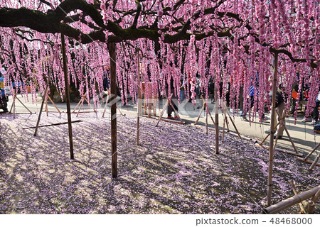 Weeping plum Weeping plum 48468000