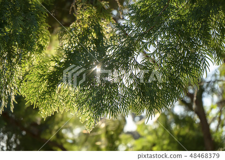 Close up Chimese Arborvitae leaves. Close up Chimese Arborvitae leaves. 48468379