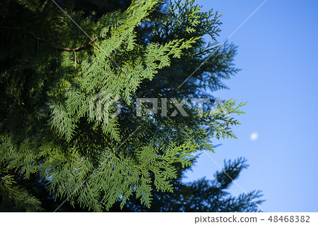 Close up Chimese Arborvitae leaves. Close up Chimese Arborvitae leaves. 48468382