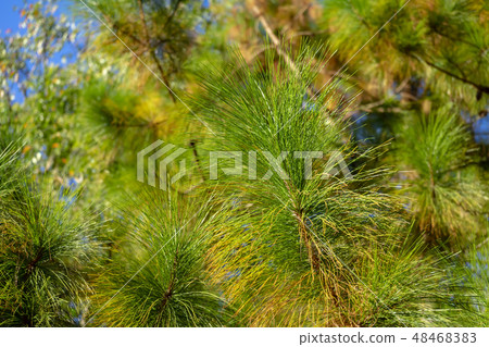 Pinus kesiya tree. Pinus kesiya tree. 48468383