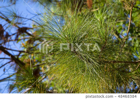 Pinus kesiya tree. Pinus kesiya tree. 48468384