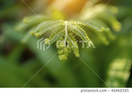 Macro of fern leaves with sunlight in the morning. Macro of fern leaves with sunlight in the morning. 48468385