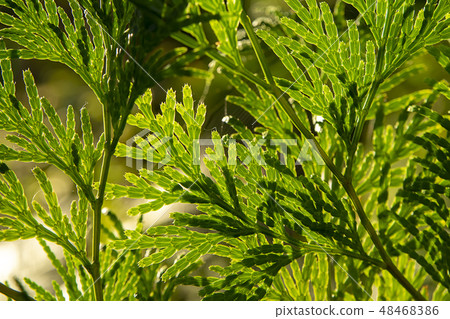 Close up Chimese Arborvitae leaves. Close up Chimese Arborvitae leaves. 48468386