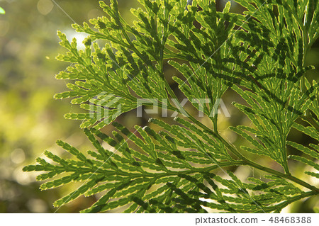 Close up Chimese Arborvitae leaves. Close up Chimese Arborvitae leaves. 48468388