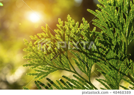 Close up Chimese Arborvitae leaves. 48468389