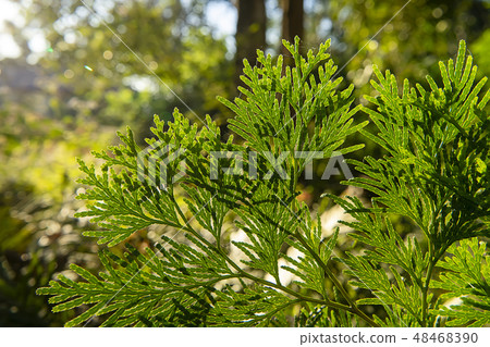 Close up Chimese Arborvitae leaves. Close up Chimese Arborvitae leaves. 48468390