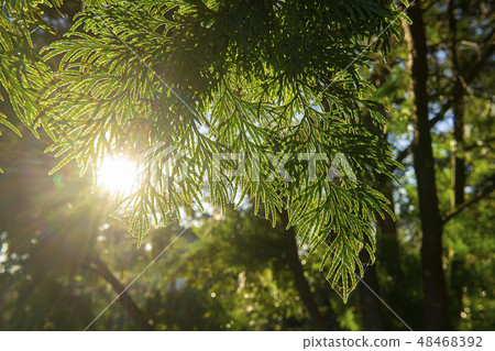 Close up Chimese Arborvitae leaves. 48468392