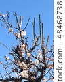 Plum blossom  48468738