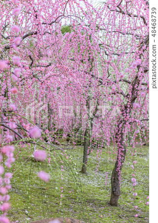 Seongnam-gu Palace of the plum Kyoto Seongnam-gu Palace of the plum Kyoto 48468739