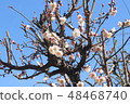 Plum blossom  48468740