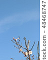 Plum blossom  48468747