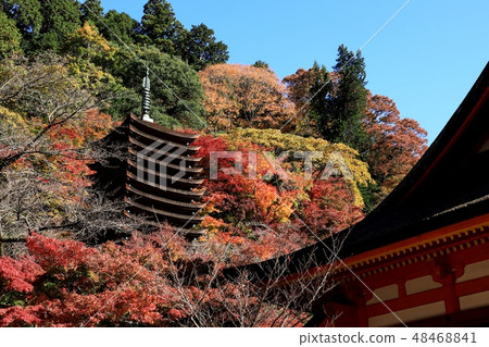 Shishiyama寺廟秋葉 Shishiyama寺廟秋葉 48468841