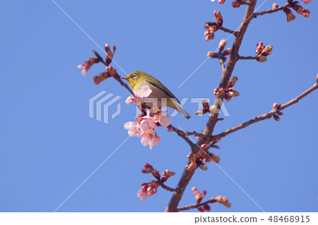 Mejiro and Kawazu cherry tree 48468915