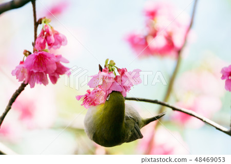 小笠原停在小笠原Hikanzakura的樹枝上 48469053