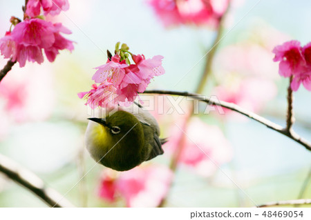 小笠原停在小笠原Hikanzakura的樹枝上 48469054