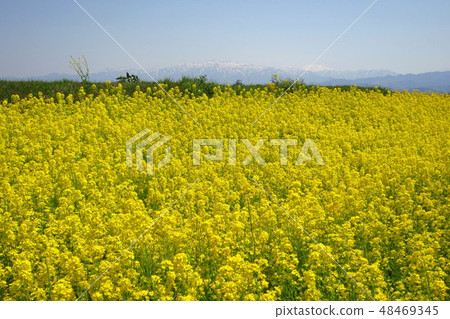 Spring rape field 48469345