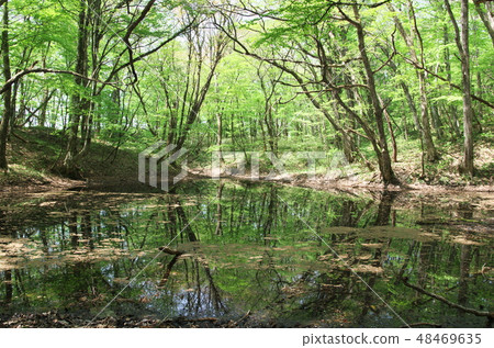 Pond in Kaihara The twelve lakes of snow blowing away Pond in Kaihara The twelve lakes of snow blowing away 48469635