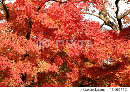 Autumn leaves of Tofukuji 48469732