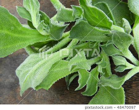 Ice plant 48470097