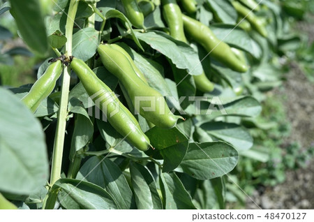 蠶豆 蠶豆 48470127