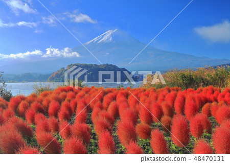 [山梨縣]秋葉Kokia和富士山（Kawaguchiko Oishi Park） 48470131