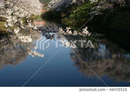 Tottori walk in the four seasons Spring Shikano 48470528