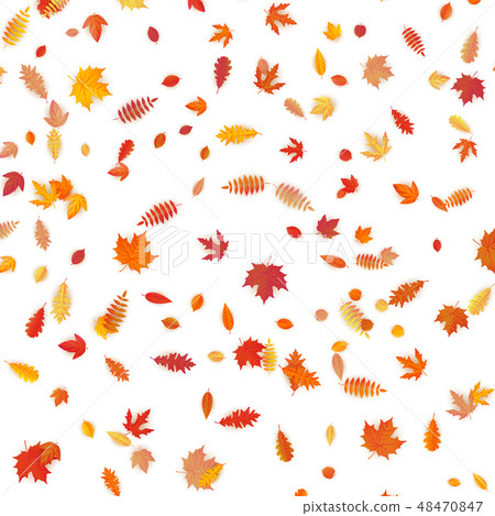 Background of colored wet autumnal maple leaves. EPS 10 48470847