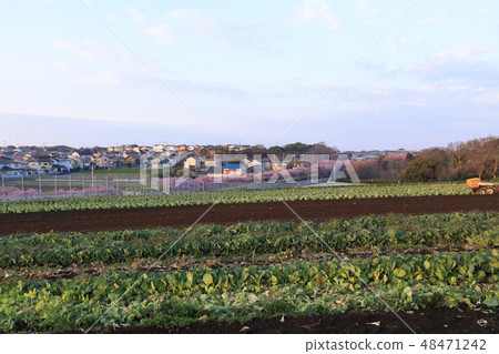 Field Field 48471242