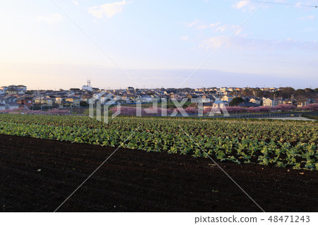 Field Field 48471243