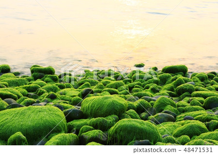 The Sea of Spring! , Morning sea 48471531