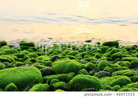 The Sea of Spring! , Morning sea 48471533