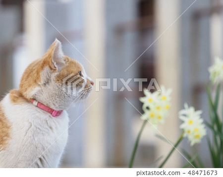 Outer pet cat Outer pet cat 48471673