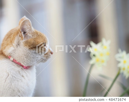 Outer pet cat Outer pet cat 48471674