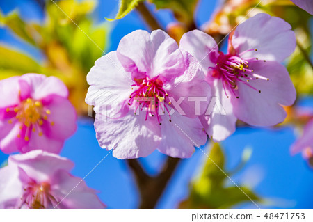 Kawazu Sakura (Yoritomo Cherry Blossoms) 48471753